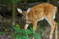 Cute baby white tailed deer in a forest Royalty Free Stock Photo