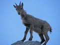 Cute baby wild goat standing on top of the rock against the clear sunny blue sky Royalty Free Stock Photo