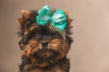 Cute baby yorkshire terrier dog with bow looking away Royalty Free Stock Photo