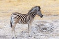 Cute baby of Zebra in african bush