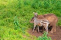 Cute baby zebra and elephant playing together. Royalty Free Stock Photo