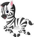 Cute baby zebra Royalty Free Stock Photo