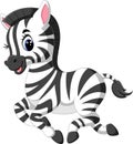 Cute baby zebra