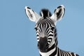 Cute Baby Zebra Portrait in Vibrant Minimalist Studio. Generative AI illustration