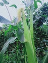 Cute Babycorn in my farm