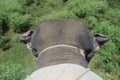 Cute back shot of an elephant in India Royalty Free Stock Photo