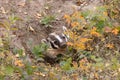 Cute Badger in Autumn in Wyoming