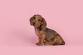 Cute badger dog puppy looking at the camera sitting on a pink background
