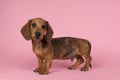 Cute badger dog puppy looking at the camera standing on a pink background seen from the side
