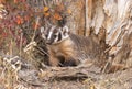 Cute Badger in Fall in Wyoming