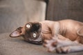 Cute bald cat lying on a gray chair, canadian Sphynx resting