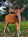 Cute Balinese Calf Royalty Free Stock Photo