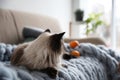 Cute Balinese cat on sofa at home Royalty Free Stock Photo