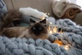 Cute Balinese cat on sofa. Fluffy pet Royalty Free Stock Photo