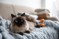 Cute Balinese cat on sofa. Fluffy pet Royalty Free Stock Photo