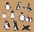Cute Banded African Penguin Family Cartoon Vector Illustration