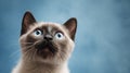 Cute banner with a siamese kitten with blue eyes looking up