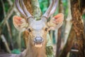 Cute Barasingha (Cervus duvauceli), also called swamp deer, graceful deer, belonging to the family Cervidae (order Artiodactyla)