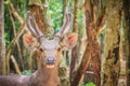 Cute Barasingha (Cervus duvauceli), also called swamp deer, graceful deer, belonging to the family Cervidae (order Artiodactyla)