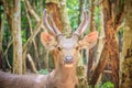 Cute Barasingha (Cervus duvauceli), also called swamp deer, graceful deer, belonging to the family Cervidae (order Artiodactyla)