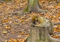 A cute barbary ape monkey macaca sylvanus