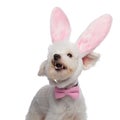 Cute barking bichon being an elegant easter bunny