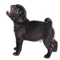 Cute barking black pug puppy