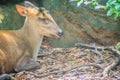 Cute barking deer in the nature. Muntjacs also known as barking deer or rib-faced deer are small deer of the genus Muntiacus