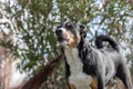 Cute barking dog not aggressive, Appenzeller Sennenhund Royalty Free Stock Photo