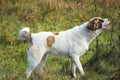 Cute barking dog not aggressive Royalty Free Stock Photo