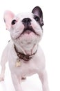 Cute barking french bulldog puppy dog Royalty Free Stock Photo