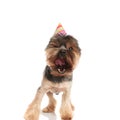 Cute barking yorkie with birthday cap standing Royalty Free Stock Photo