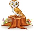 Cute barn owl sitting on tree stump