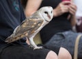 Cute barn owl, Tyto alba, with large eyes and face looks like a heart sitting on a lap of its owner. Tame owl Royalty Free Stock Photo