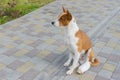 Basenji dog with broken bandaged hind feet sitting on a pavement