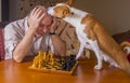 Basenji dog desperately licking its opponent during chess family tournament Royalty Free Stock Photo