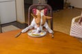 Basenji dog is liking plate with lestovers that master left after nice lunch in dining room