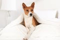 Cute Basenji dog lying on the bed