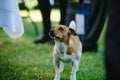 Cute basenji dog playing outdoors at daytime