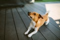 Cute basenji dog playing outdoors at daytime