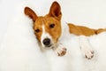 Cute Basenji dog resting on a fur covered chair