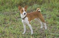 Cute Basenji dog