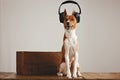 Cute basenji dog wearing headphones Royalty Free Stock Photo