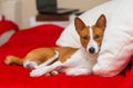 Cute basenji having rest