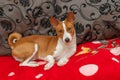 Cute basenji having rest