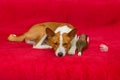 Cute basenji having rest