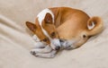 Cute basenji resting in its favorite pose