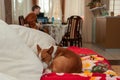 Basenji sleeping on the sofa while master playing guitar Royalty Free Stock Photo