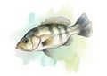Cute bass fish animal watercolor childrens print