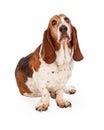 Cute Basset Hound Dog Sitting Royalty Free Stock Photo